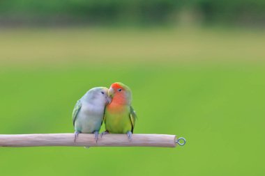 Yeşil doğada sevimli ve renkli muhabbet kuşu..