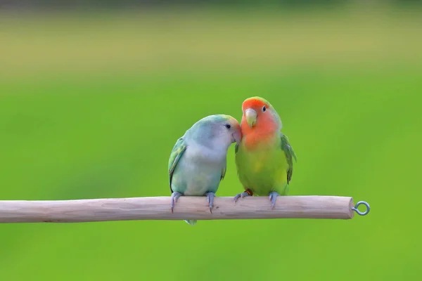 Cute Colorful Lovebird Green Nature Background — Stock Photo, Image