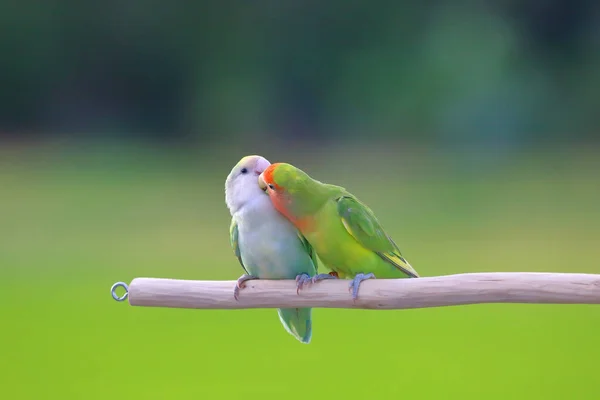 Χαριτωμένο Και Πολύχρωμο Του Lovebird Στο Πράσινο Φόντο Της Φύσης — Φωτογραφία Αρχείου