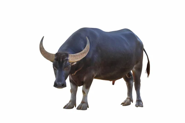 Anmutig Von Buffalo Isoliert Auf Weißem Hintergrund — Stockfoto