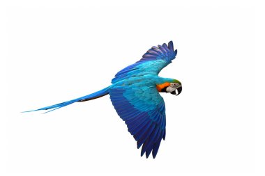 Beyaz arka plan üzerinde izole renkli uçan papağan.