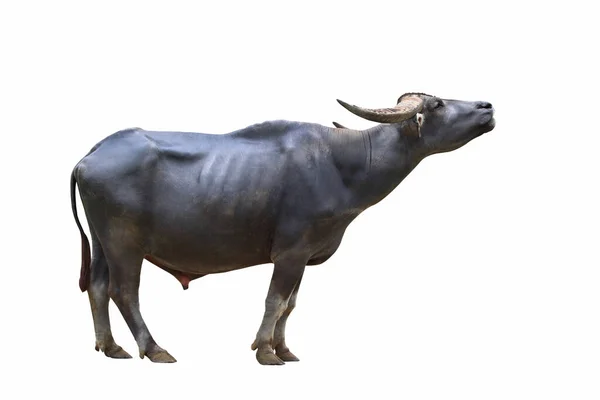 Genadig Van Buffalo Geïsoleerd Witte Achtergrond — Stockfoto