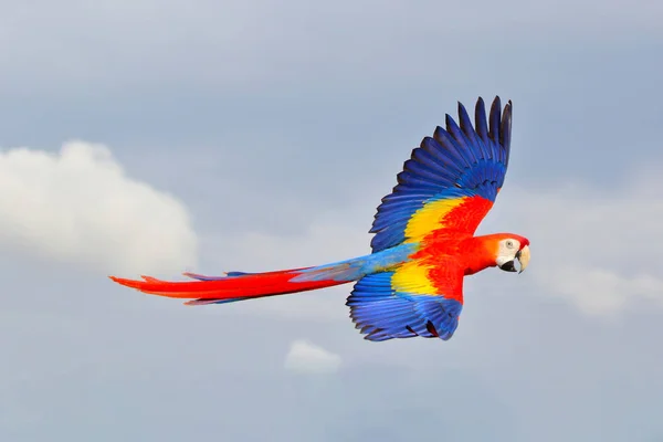 空を飛んでいるパロットの美しさ フリーフライング鳥 — ストック写真