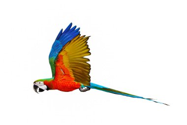 Beyaz arka plan üzerinde izole renkli uçan papağan.