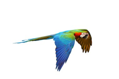 Beyaz arka plan üzerinde izole renkli uçan papağan.