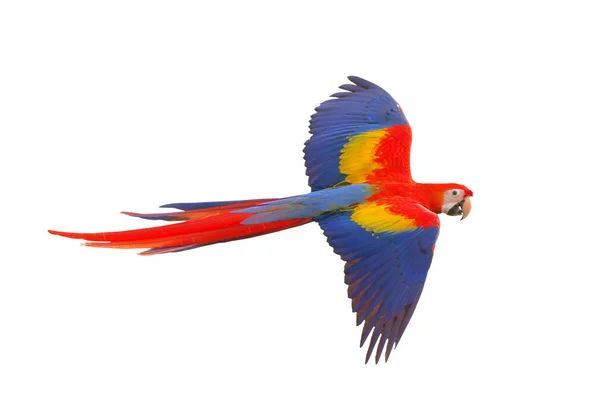 Scarlet Παπαγάλος Macaw Που Φέρουν Απομονωμένο Λευκό Φόντο — Φωτογραφία Αρχείου