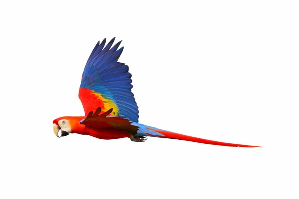 Kırmızı Papağan Beyaz Arka Planda Tek Başına Uçuyor — Stok fotoğraf