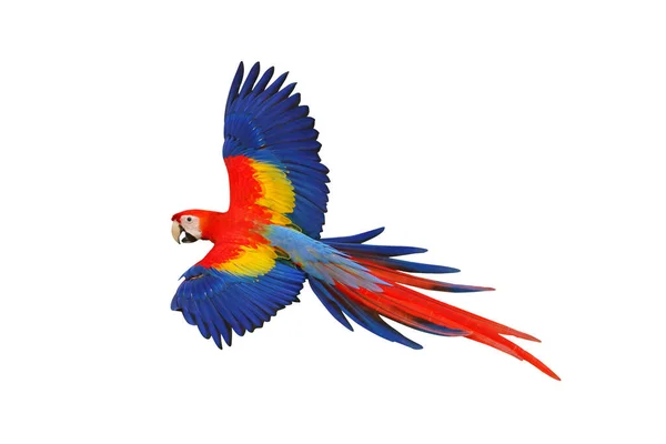 Scarlet Macaw Papegoja Flyger Isolerad Vit Bakgrund — Stockfoto