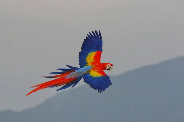 Papagaio Arara Escarlate Voando Sobre Montanha — Fotografia de Stock