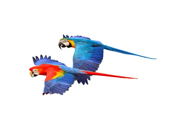 Kleurrijk Van Macaw Papegaaien Vliegen Geïsoleerd Witte Achtergrond — Stockfoto