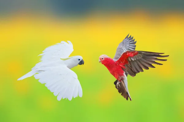 Bela Cacatua Papagaios Voando Fundo Campo Flores Borrão — Fotografia de Stock
