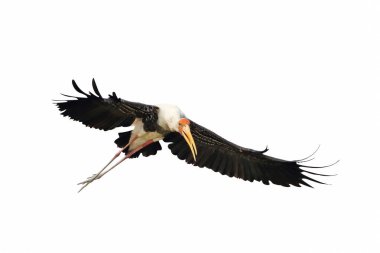 Boyanmış Leylek beyaz arka planda izole bir şekilde uçuyor.