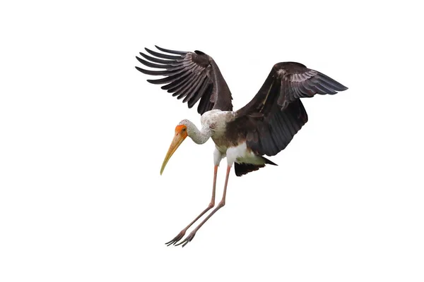 Painted Stork Flying Isolated White Background — Stock Photo, Image