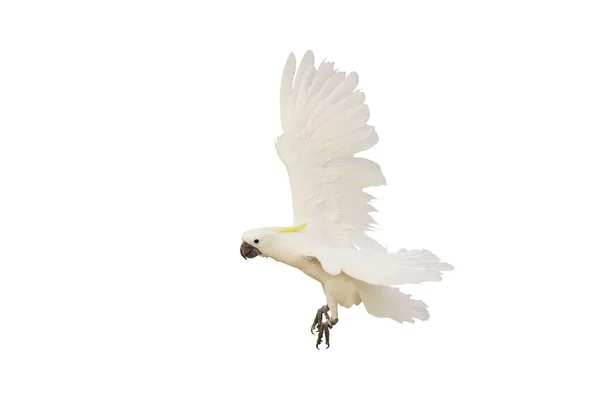 Hermosa Loro Cacatúa Volando Aislado Sobre Fondo Blanco —  Fotos de Stock