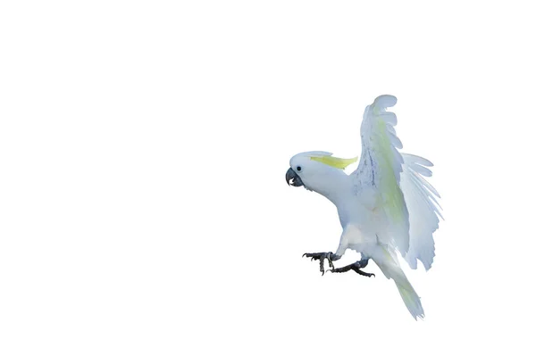 Bonito Papagaio Cacatua Voando Isolado Fundo Branco — Fotografia de Stock