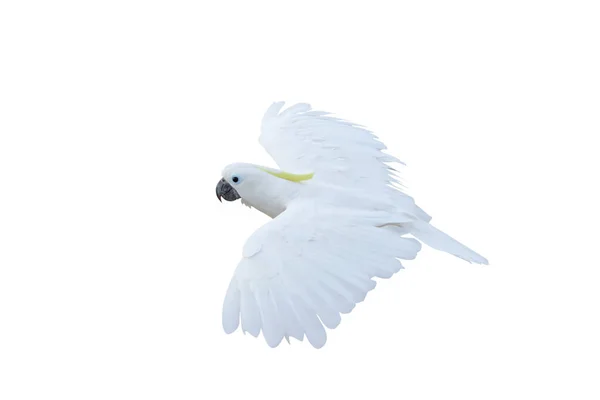 배경으로 고립된 채날고 앵무새의 아름다운 — 스톡 사진