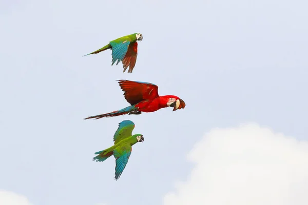 Colorido Loros Volando Cielo Ave Voladora Libre —  Fotos de Stock