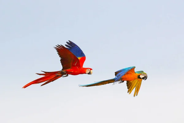 空を飛んでいるパロッツのカラフル フリーフライング鳥 — ストック写真