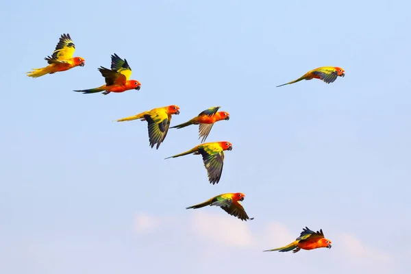 Colorful parrots flying in the sky. Free flying bird
