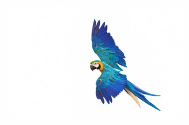 Beyaz arka plan üzerinde izole renkli uçan papağan.
