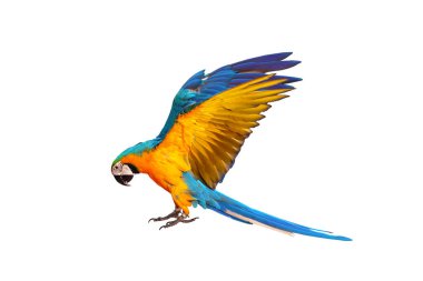 Beyaz arka plan üzerinde izole renkli uçan papağan.