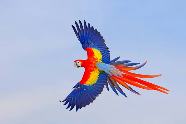 Colorful of Parrot flying in the sky. Free flying bird