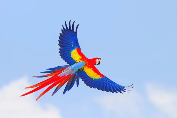 空を飛んでいるパロットのカラフル フリーフライング鳥 — ストック写真