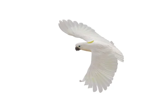 Όμορφη Των Λευκών Παπαγάλος Cockatoo Που Φέρουν Απομονωμένη Λευκό Φόντο — Φωτογραφία Αρχείου