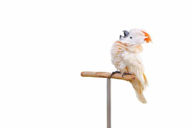 Beyaz arkaplanda izole edilmiş Cacatua moluccensis 'in güzelliği.