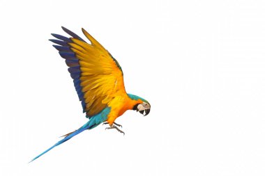 Beyaz arka plan üzerinde izole renkli uçan papağan.