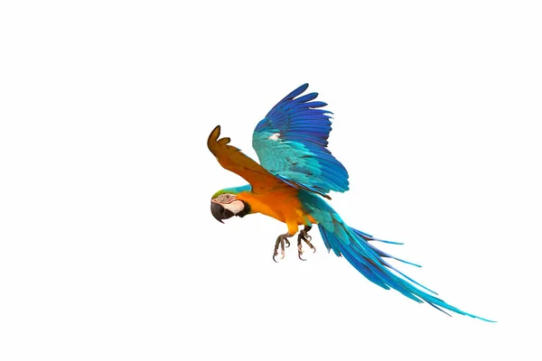 Beyaz Arka Plan Üzerinde Izole Renkli Uçan Papağan — Stok fotoğraf