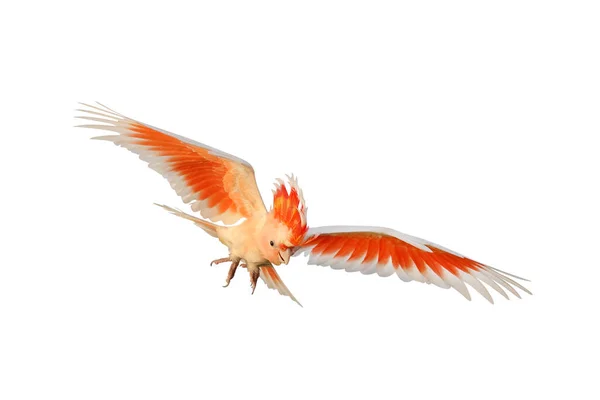 Vacker Major Mitchells Cockatoo Flyger Isolerad Vit Bakgrund — Stockfoto