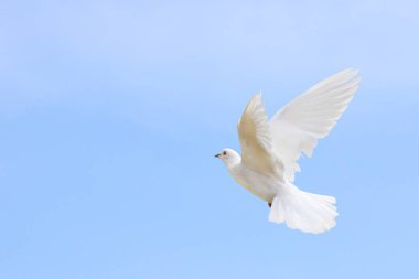 Gökyüzünde uçan beyaz güvercinin güzelliği. Beyaz güvercin barışın sembolüdür..