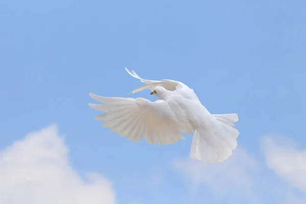 Beautiful of White dove flying in the sky. White dove is the symbol of peace.