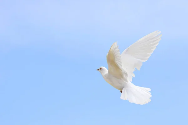 Прекрасний Білий Голуб Літає Небі Білий Голуб Символ Миру — стокове фото