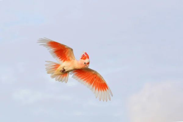 하늘에서 Mitchell의 Cockatoo의 아름다운 — 스톡 사진