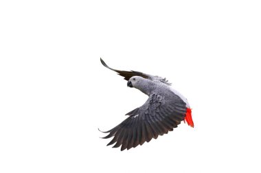 Beyaz arka planda uçan Afrika gri papağanı.