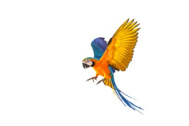 Beyaz arka plan üzerinde izole renkli uçan papağan.
