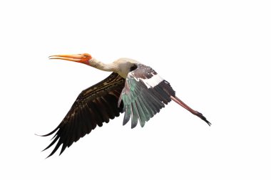 Boyanmış Leylek beyaz arka planda izole bir şekilde uçuyor.
