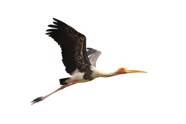Boyanmış Leylek beyaz arka planda izole bir şekilde uçuyor.