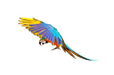 Beyaz arka plan üzerinde izole renkli uçan papağan.