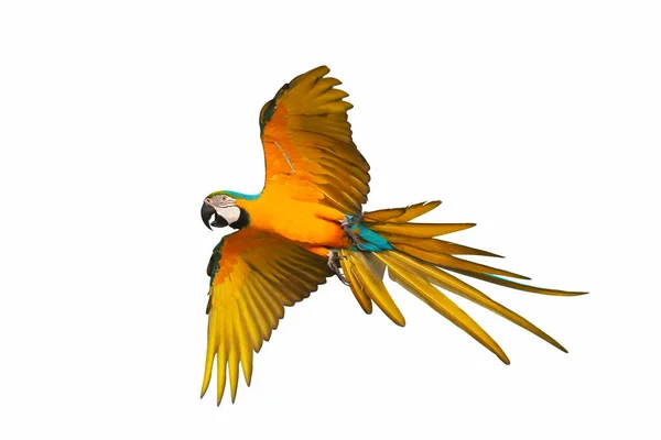 stock image Colorful flying parrot isolated on white background.