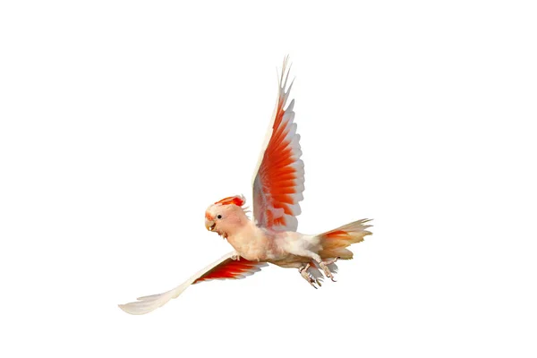 Binbaşı Mitchell Uçan Papağanının Güzelliği Beyaz Arka Planda Izole Edilmiş — Stok fotoğraf