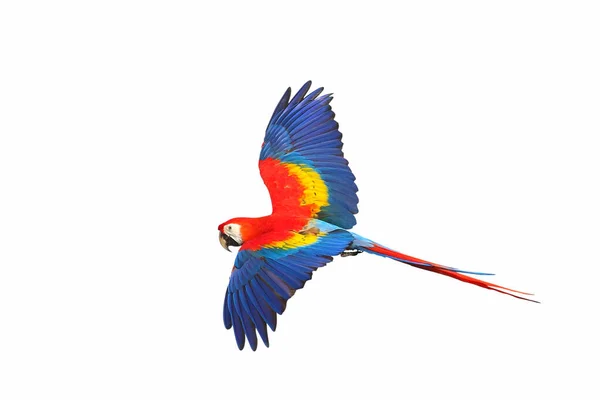 Colorful Flying Parrot Isolated White Background — Stock Photo, Image