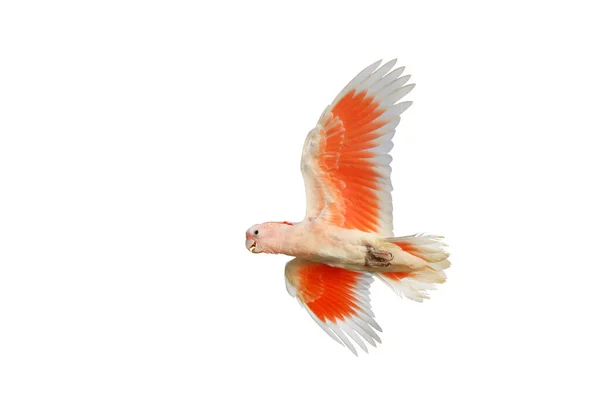 Beautiful Major Mitchell Cockatoo Flying Isolated White Background — Stock Photo, Image