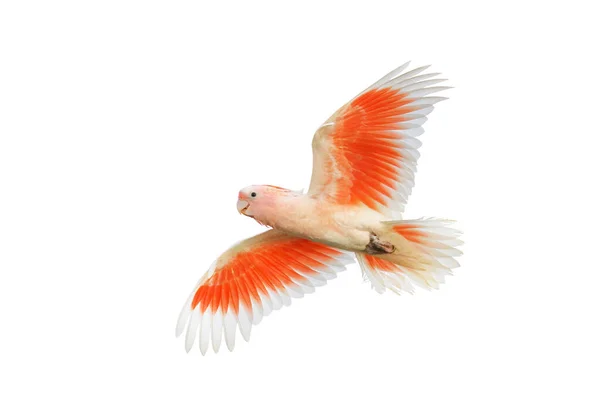 배경에 Mitchell의 Cockatoo 비행의 아름다운 — 스톡 사진