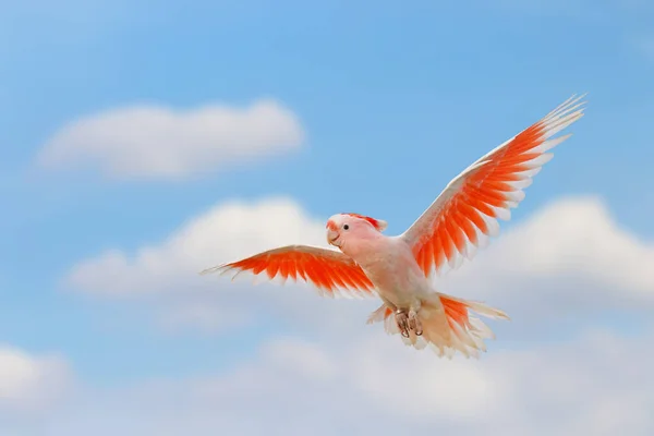 美しい空を飛ぶミッチェルのコカトゥーの美しさ — ストック写真