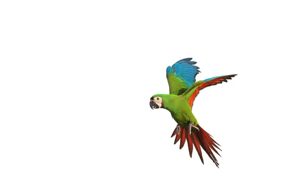 Kestane Rengi Papağanların Beyaz Arka Planda Yalıtılmış Uçuşları — Stok fotoğraf