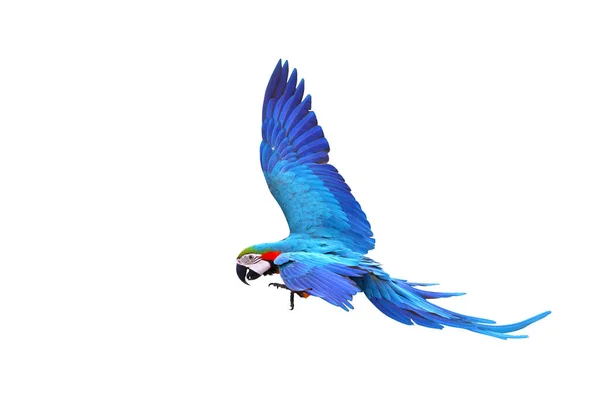 Bunte Fliegende Papagei Isoliert Auf Weißem Hintergrund — Stockfoto