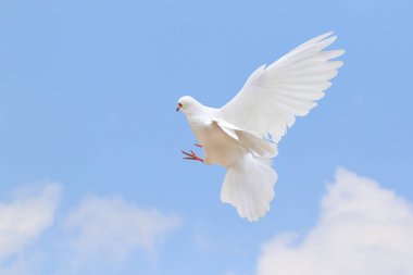 Gökyüzünde uçan beyaz güvercinin güzelliği. Beyaz güvercin barışın sembolüdür..